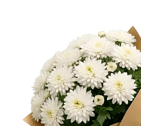 Хризантемы
